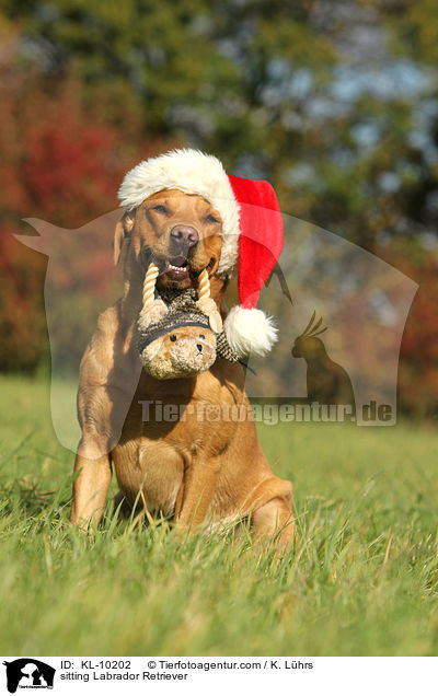 sitzender Labrador Retriever / sitting Labrador Retriever / KL-10202