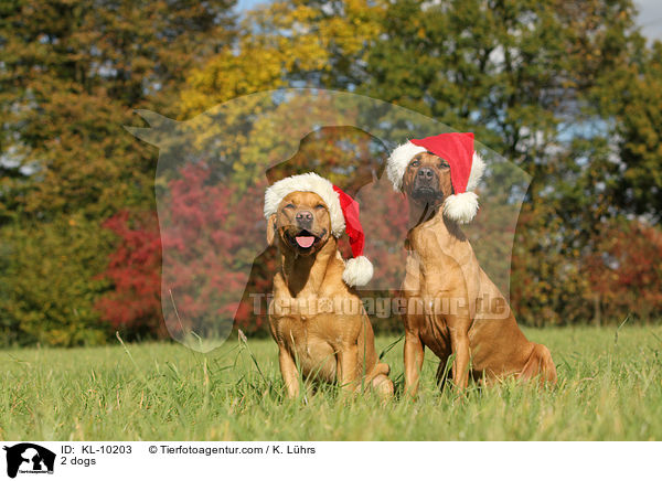 2 Hunde / 2 dogs / KL-10203