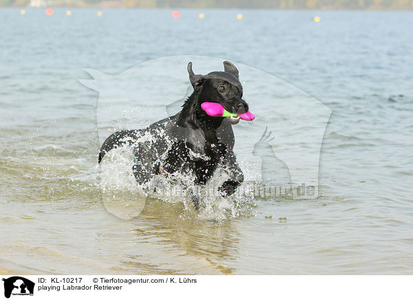 spielender Labrador Retriever / playing Labrador Retriever / KL-10217