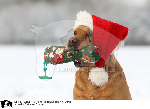Labrador Retriever Portrait / Labrador Retriever Portrait / KL-10252