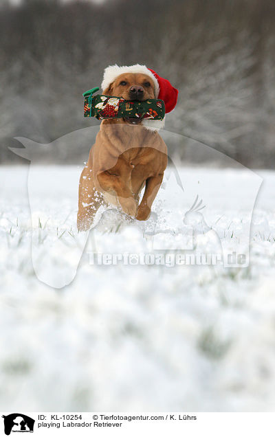 spielender Labrador Retriever / playing Labrador Retriever / KL-10254
