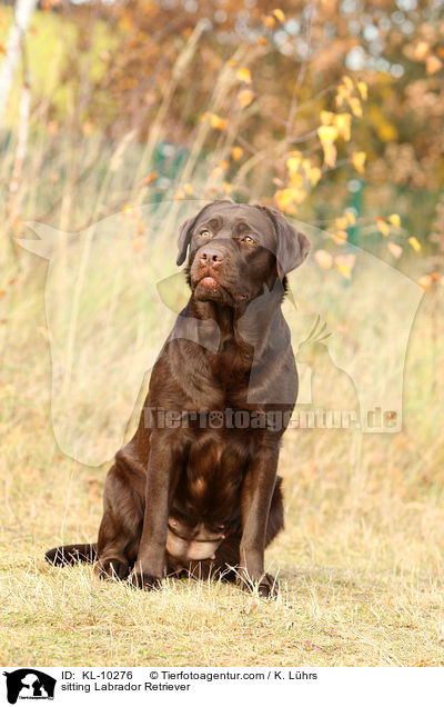 sitting Labrador Retriever / KL-10276