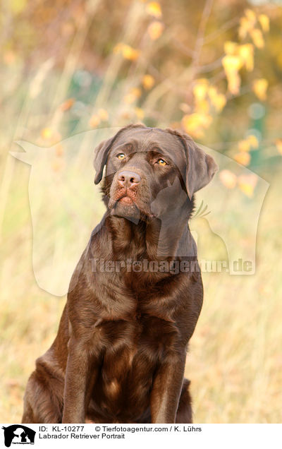 Labrador Retriever Portrait / KL-10277
