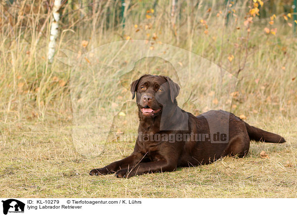 lying Labrador Retriever / KL-10279