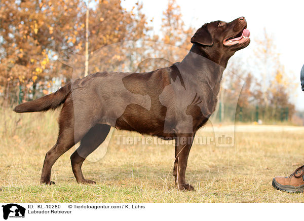 Labrador Retriever / KL-10280