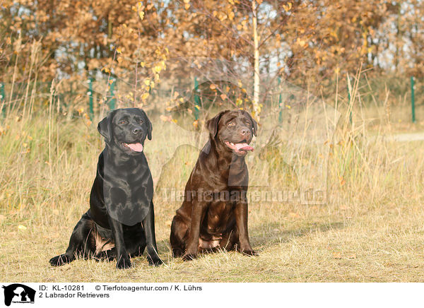 2 Labrador Retrievers / KL-10281