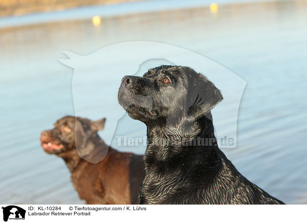 Labrador Retriever Portrait / KL-10284