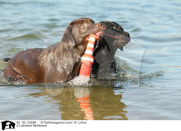 2 Labrador Retrievers / KL-10286