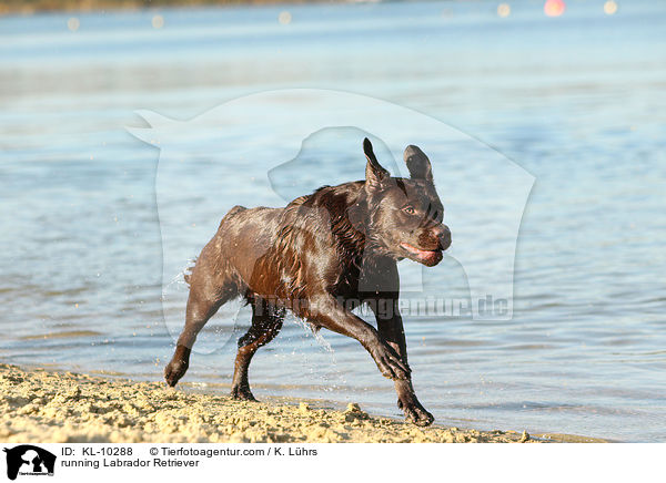 running Labrador Retriever / KL-10288