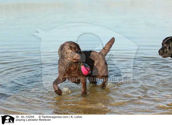 playing Labrador Retriever / KL-10294