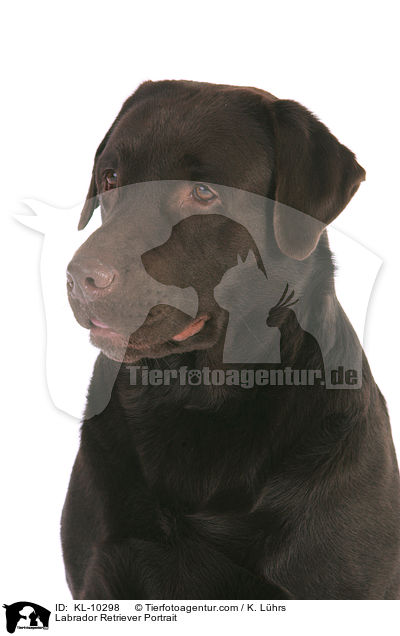 Labrador Retriever Portrait / KL-10298
