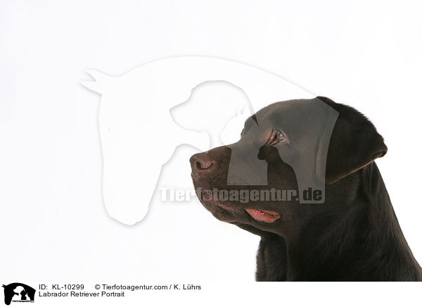 Labrador Retriever Portrait / KL-10299