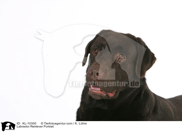 Labrador Retriever Portrait / KL-10300