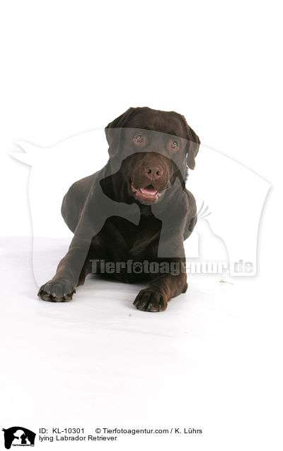 lying Labrador Retriever / KL-10301