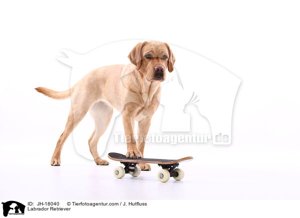 Labrador Retriever / Labrador Retriever / JH-18040