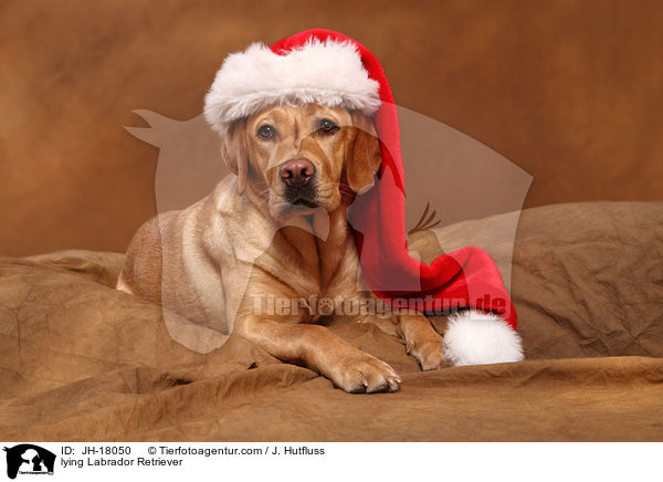 liegender Labrador Retriever / lying Labrador Retriever / JH-18050