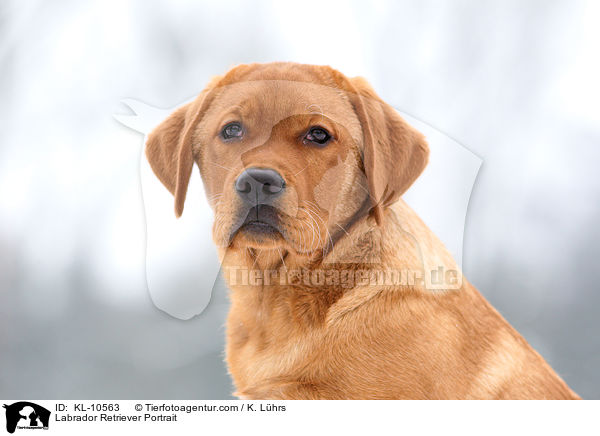 Labrador Retriever Portrait / KL-10563