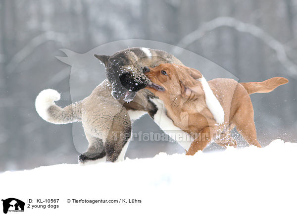 2 young dogs / KL-10567