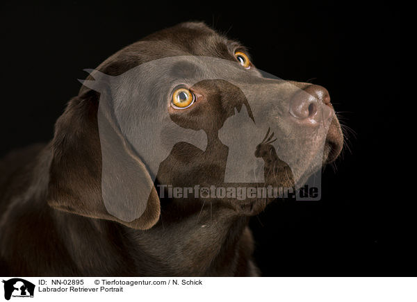 Labrador Retriever Portrait / NN-02895