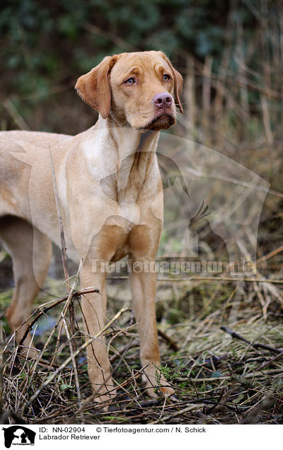 Labrador Retriever / NN-02904