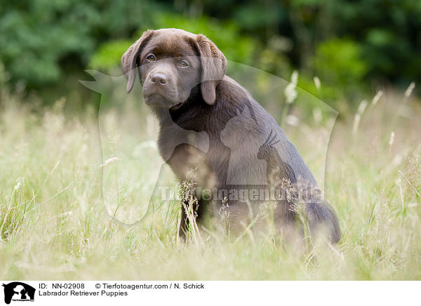 Labrador Retriever Puppies / NN-02908