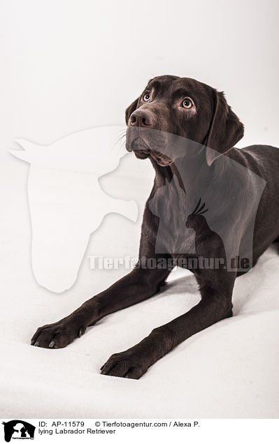 lying Labrador Retriever / AP-11579