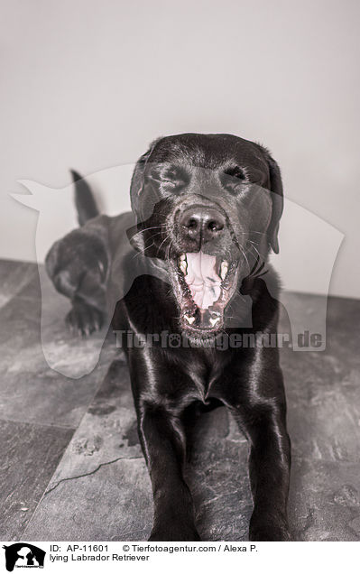 liegender Labrador Retriever / lying Labrador Retriever / AP-11601