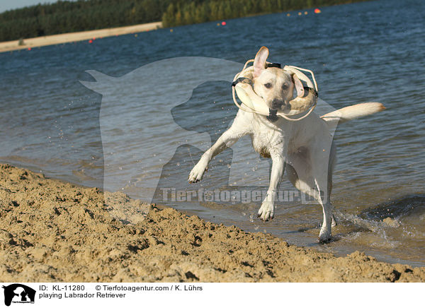 spielender Labrador Retriever / playing Labrador Retriever / KL-11280