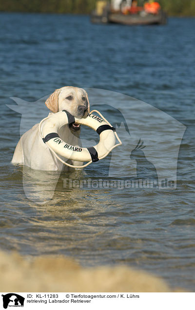 apportierender Labrador Retriever / retrieving Labrador Retriever / KL-11283