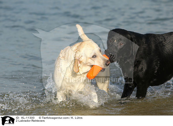 2 Labrador Retrievers / KL-11300