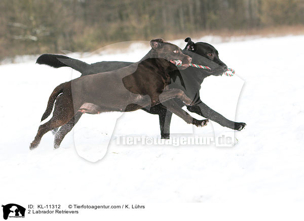 2 Labrador Retrievers / KL-11312