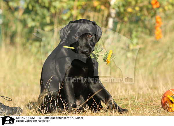 sitzender Labrador Retriever / sitting Labrador Retriever / KL-11322