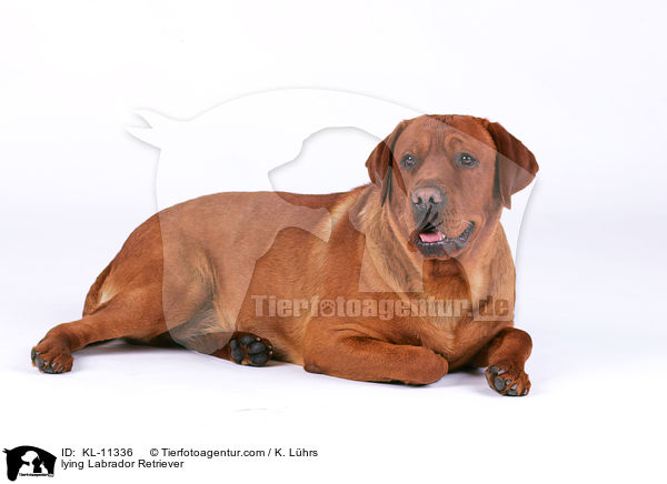 lying Labrador Retriever / KL-11336