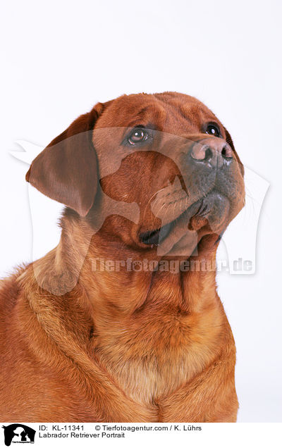Labrador Retriever Portrait / KL-11341