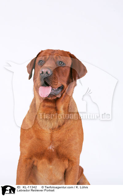 Labrador Retriever Portrait / KL-11342