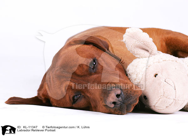 Labrador Retriever Portrait / KL-11347