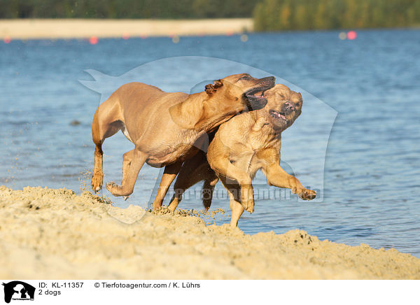 2 dogs / KL-11357