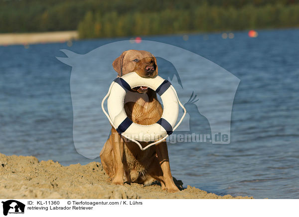 retrieving Labrador Retriever / KL-11360