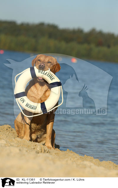 retrieving Labrador Retriever / KL-11361