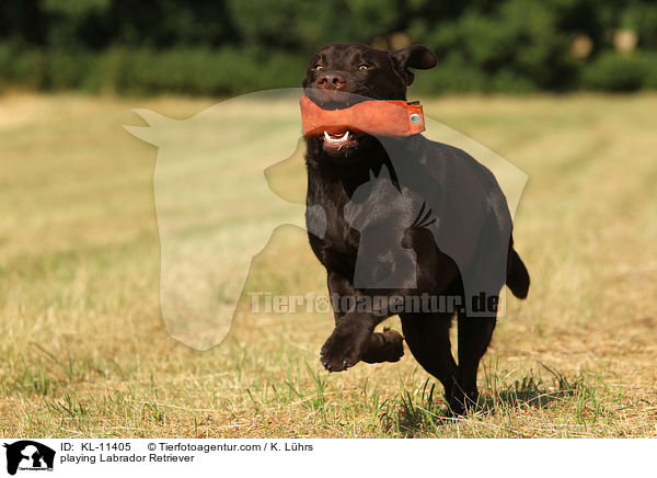 playing Labrador Retriever / KL-11405
