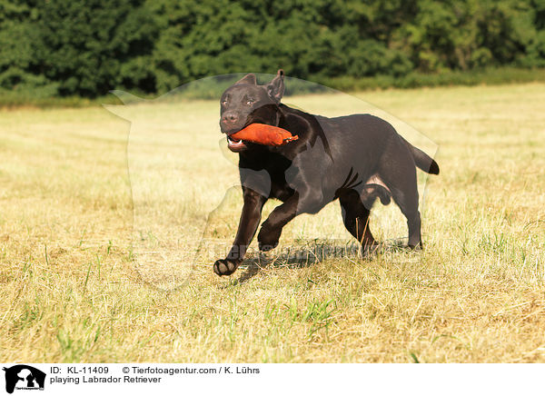 playing Labrador Retriever / KL-11409