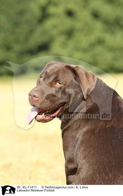 Labrador Retriever Portrait / KL-11411