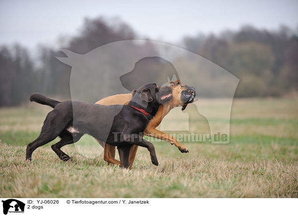2 dogs / YJ-06026