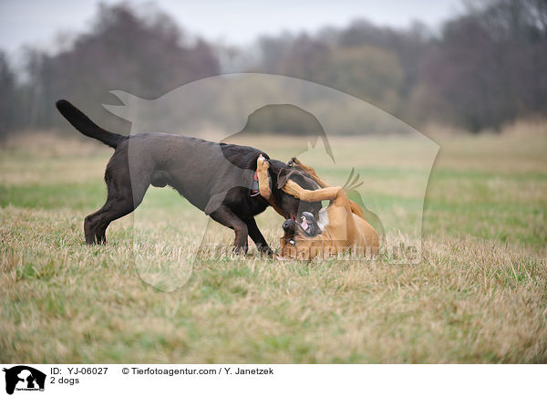 2 dogs / YJ-06027