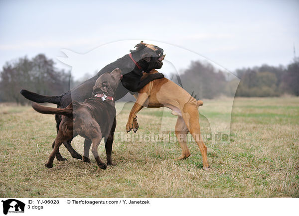 3 dogs / YJ-06028