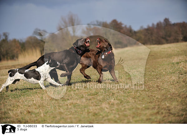 3 dogs / YJ-06033