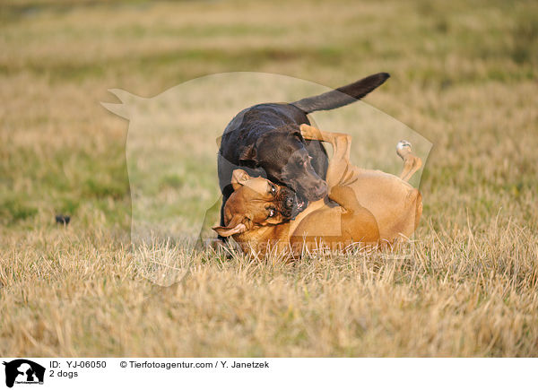 2 dogs / YJ-06050