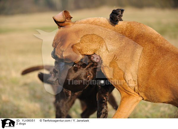 2 dogs / YJ-06051