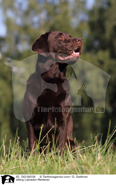 sitting Labrador Retriever / DG-06039