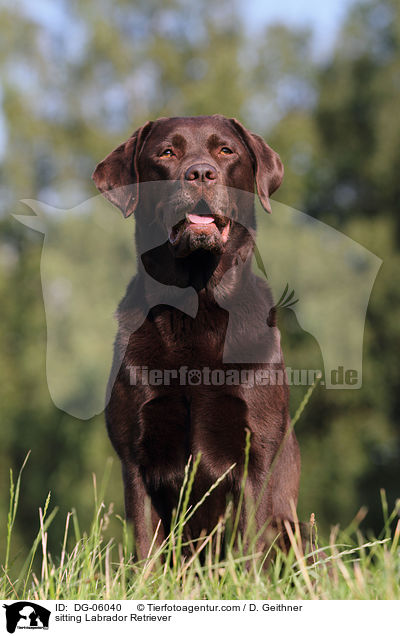 sitting Labrador Retriever / DG-06040